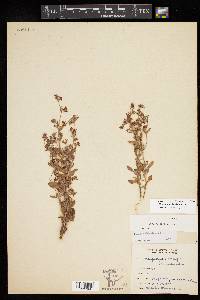 Eriogonum abertianum image