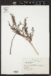 Anemia adiantifolia image