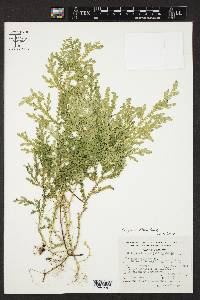 Selaginella stellata image