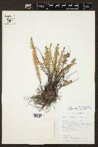 Myriopteris aurea image