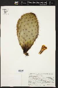 Opuntia megacantha image