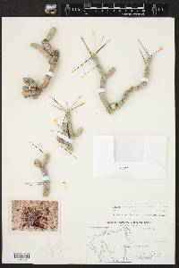 Opuntia anteojoensis image