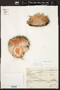 Mammillaria winterae subsp. winterae image