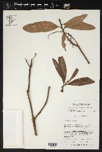 Comarostaphylis discolor subsp. rupestris image