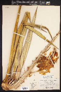 Yucca treculeana image