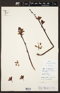 Hexalectris grandiflora image