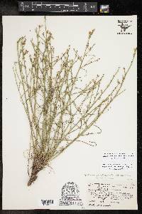 Stephanomeria pauciflora image