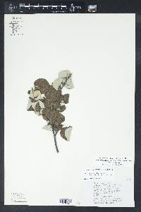 Styrax platanifolius image