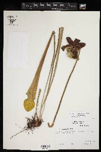 Sarracenia alata image