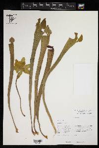 Sarracenia alata image