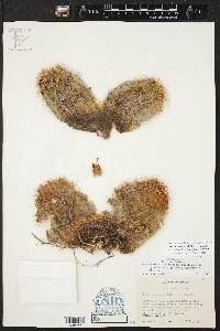 Echinocereus chloranthus image