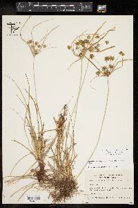 Cyperus croceus image