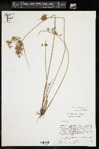 Cyperus haspan image