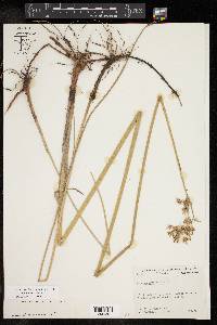 Cyperus articulatus image