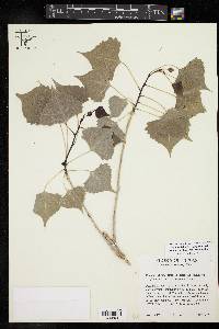 Populus deltoides subsp. monilifera image