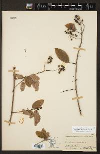 Berchemia scandens image