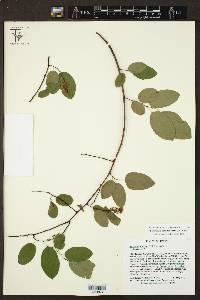 Berchemia scandens image