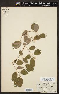 Berchemia scandens image