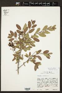 Ceanothus herbaceus image