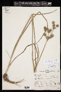 Juncus fascinatus image