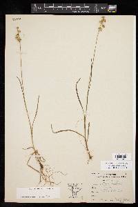 Juncus filipendulus image