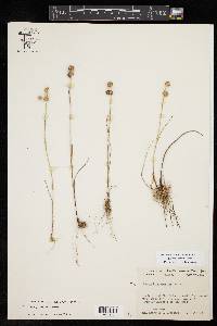 Juncus scirpoides image