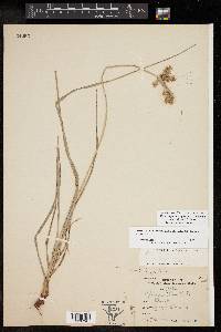 Cyperus pseudothyrsiflorus image