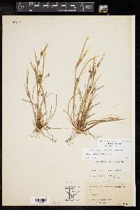 Carex bulbostylis image