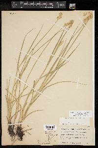 Carex brittoniana image