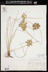 Cyperus surinamensis image