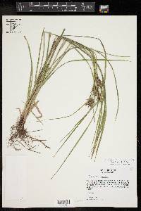 Carex louisianica image