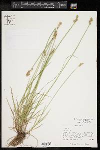 Carex longii image