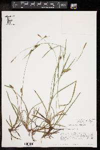 Carex microdonta image