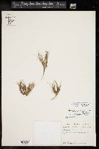 Eleocharis flavescens image