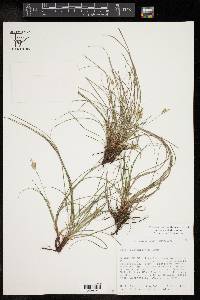 Carex planostachys image