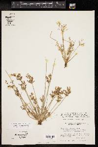 Fimbristylis littoralis image