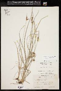 Fimbristylis tomentosa image