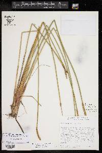 Eleocharis cellulosa image