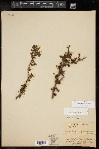 Cercidium macrum image