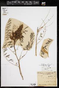 Caesalpinia gilliesii image