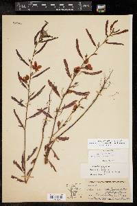 Chamaecrista fasciculata var. fasciculata image