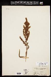 Rumex altissimus image