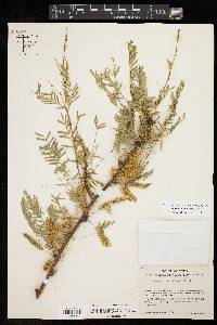 Prosopis glandulosa image