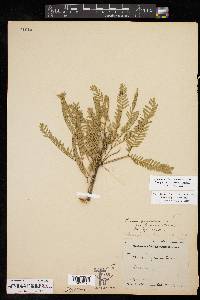 Prosopis glandulosa image