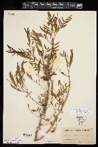 Prosopis glandulosa image