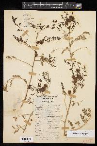 Mimosa malacophylla image