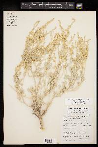 Atriplex acanthocarpa image