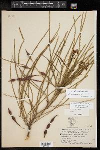 Parkinsonia aculeata image