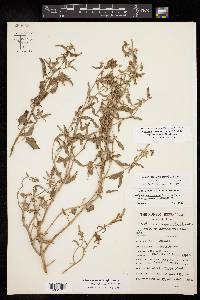 Atriplex acanthocarpa var. coahuilensis image