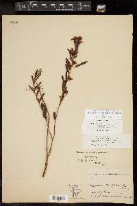 Chamaecrista fasciculata var. fasciculata image